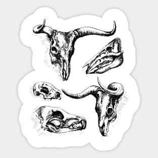 Animal Skulls Sticker